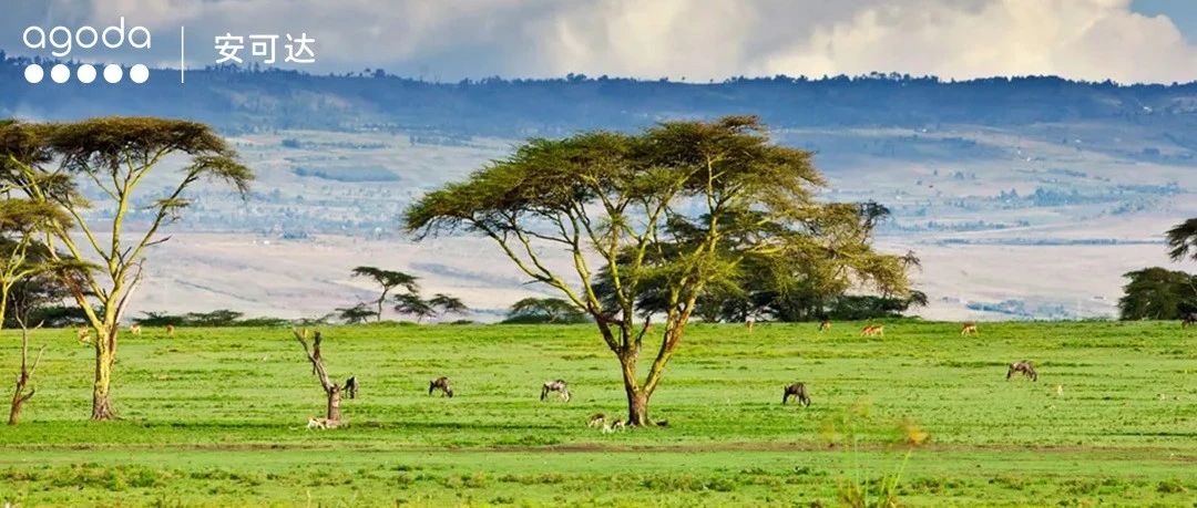 【8月怎么玩才够野？】这份Safari+部落体验清单，本地人都在藏！从签证到住宿，90%人会踩的雷都在这了！- 大数跨境