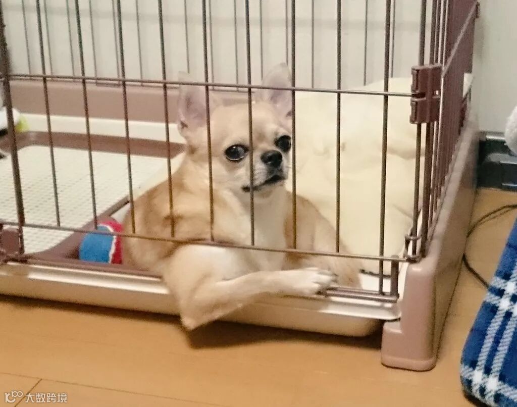 肌肉柴男的右勾拳，一旦接受这个设定就回不去了！- 大数跨境