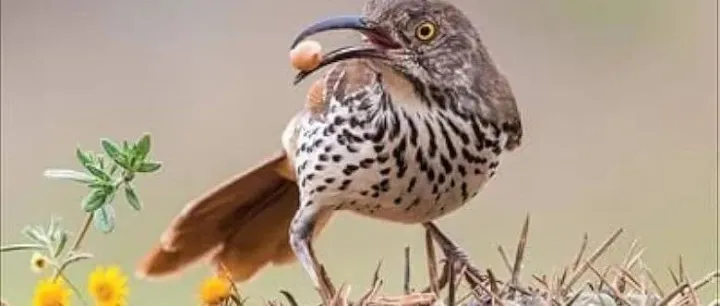 Biology Laboratory Manual <em>13e</em> By Darrell S. Vodopich