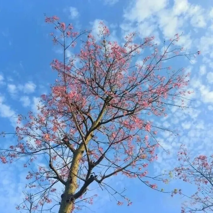 TikTok 总打不开？一次看懂住宅、机房、原生、双 ISP、自建 IP