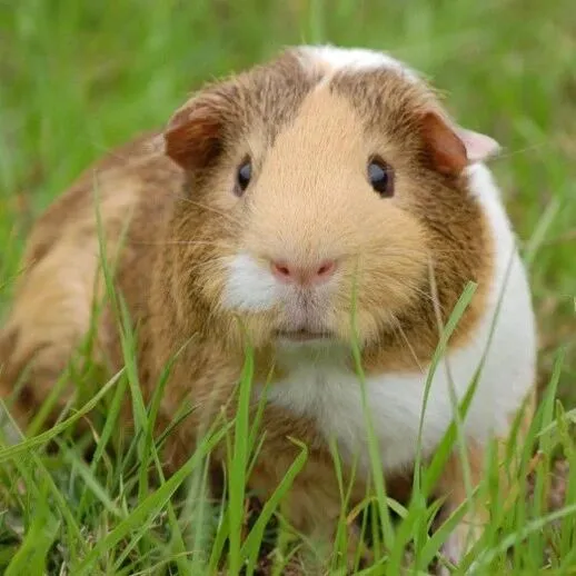 以星旗下一集装箱船发生事故，近70个货柜坠海