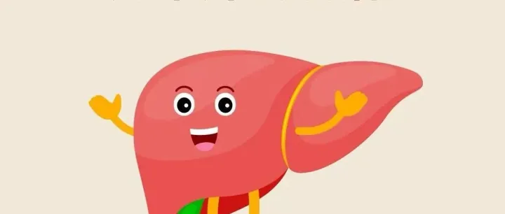 为什么总说养肝就是在养命？NMN对养肝起到哪方面的作用呢？