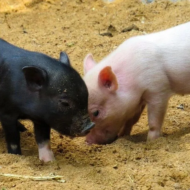 【星辰稻田】2025年09月10日 今日生猪行情