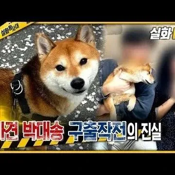 <em>시</em>바견 박<em>대</em>송 구<em>출</em> 작전의 진<em>실</em> <em>실</em>화탐사<em>대</em> <em>실</em>화On MBC2..