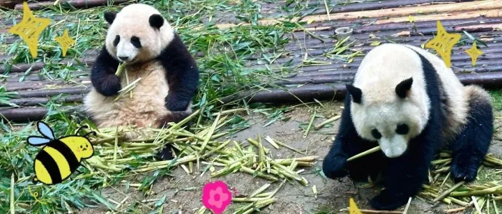 2025曦华青岛&济南之成都春游记