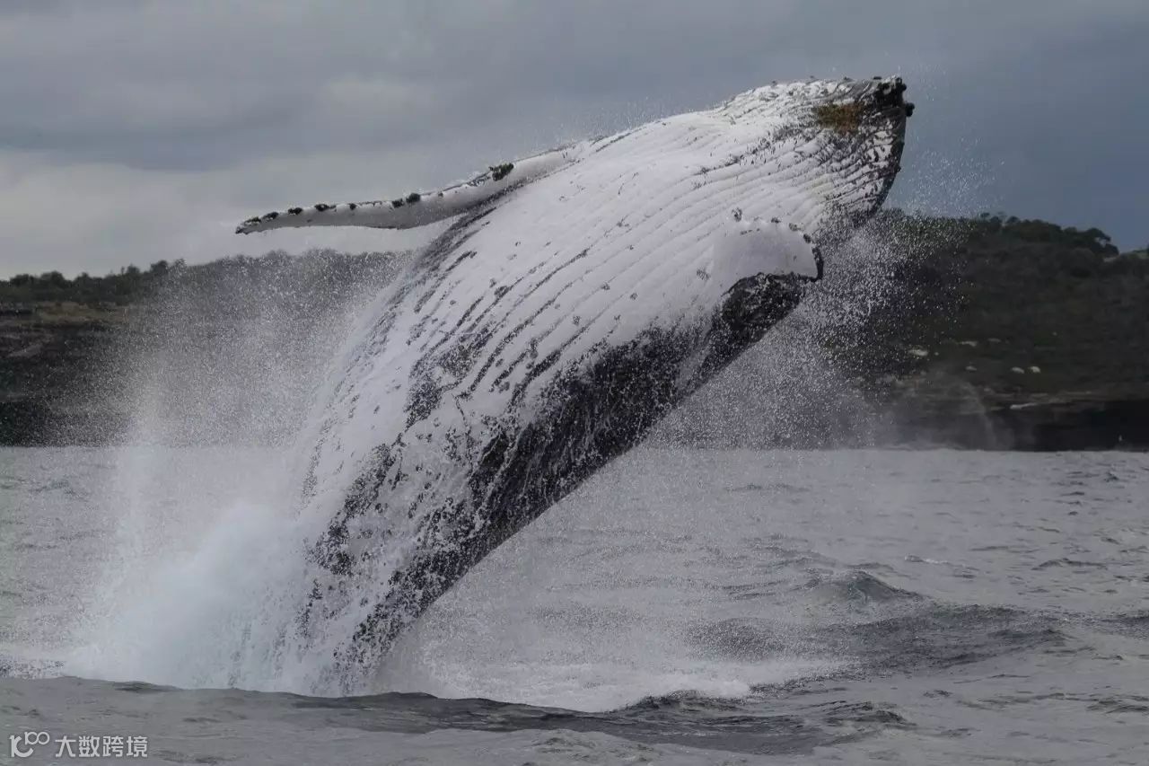 气势磅礴！3万巨型鲸鱼聚集澳洲海港，所有人都看呆了！内附全澳最完整观鲸攻略...- 大数跨境