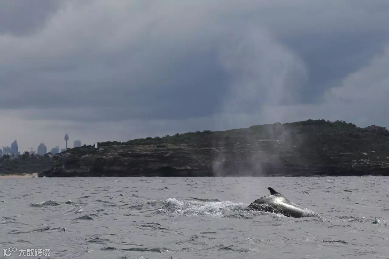 气势磅礴！3万巨型鲸鱼聚集澳洲海港，所有人都看呆了！内附全澳最完整观鲸攻略...- 大数跨境