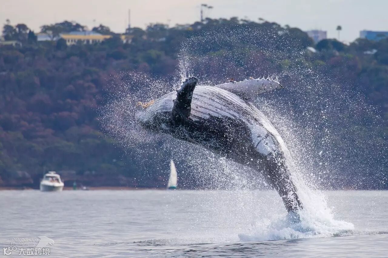 气势磅礴！3万巨型鲸鱼聚集澳洲海港，所有人都看呆了！内附全澳最完整观鲸攻略...- 大数跨境