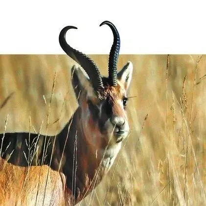 Life丨Conservation lifts delicate <em>ecosystem</em>