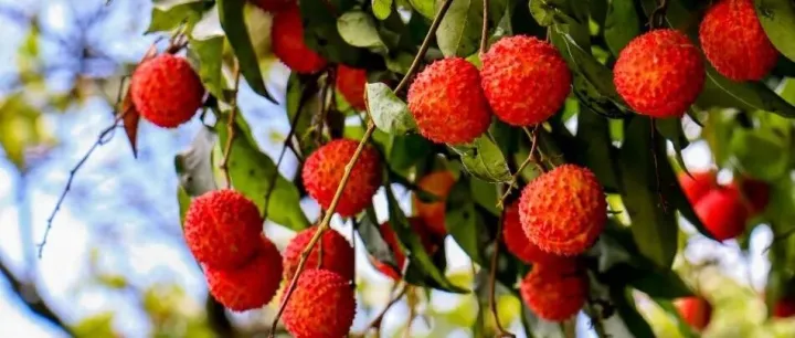 <em>Picking</em> sites for fresh, juicy lychees 深圳超全荔枝采摘攻略