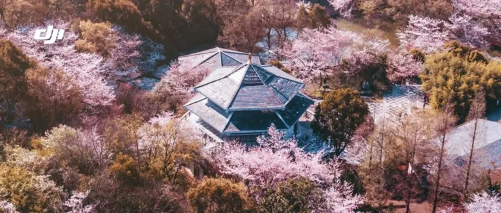 11 个技巧告诉你，无人机怎么拍春天最好看