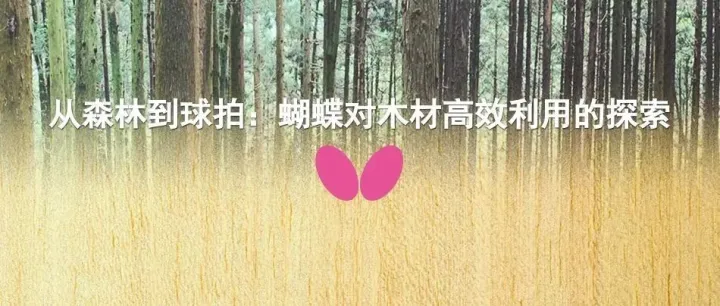蝴蝶对木材高效利用的探索