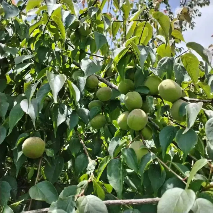 云南省大理州巍山县乌梅产新继续