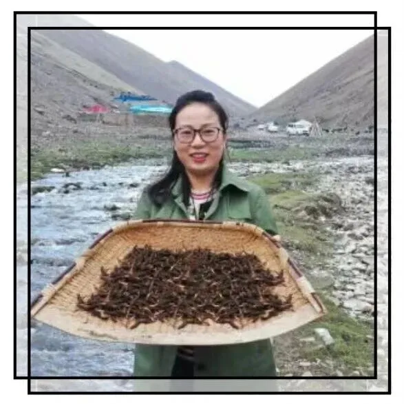“高价虫草”神话破灭，这位藏族的姑娘，火遍全国！