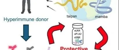 Cell | 蛇毒克星：新型抗蛇毒血清鸡尾酒疗法