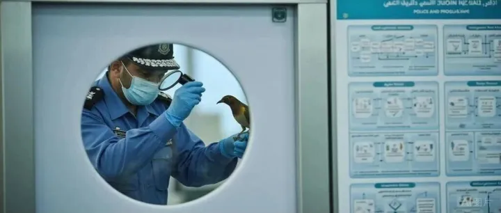 阿联酋动植物进口检验检疫流程：法规解析与实践指南