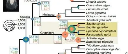 Nature | 伦敦大学学院团队揭示：大规模基因组重组和基因创新重塑毛颚动物独特身体蓝图