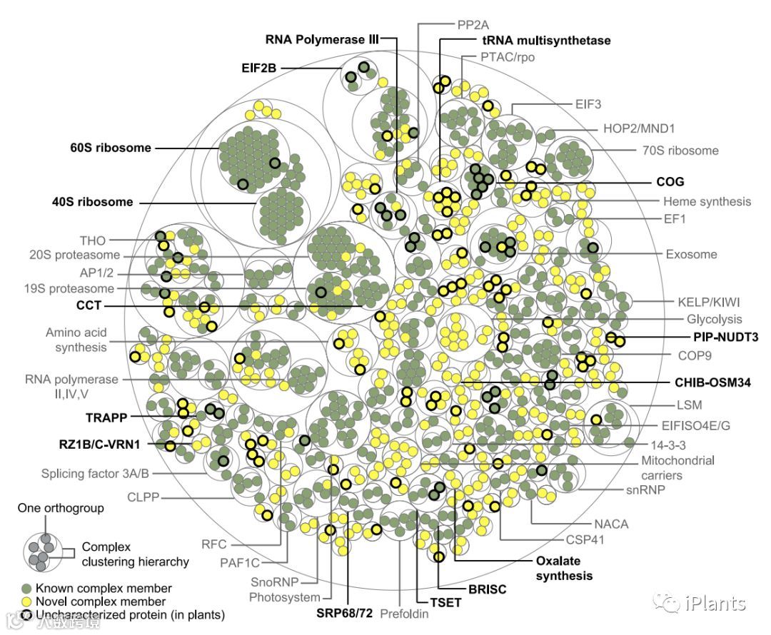 Cell 重磅！13种植物蛋白互作图谱公布，值得收藏！- 大数跨境, image size:1080x890