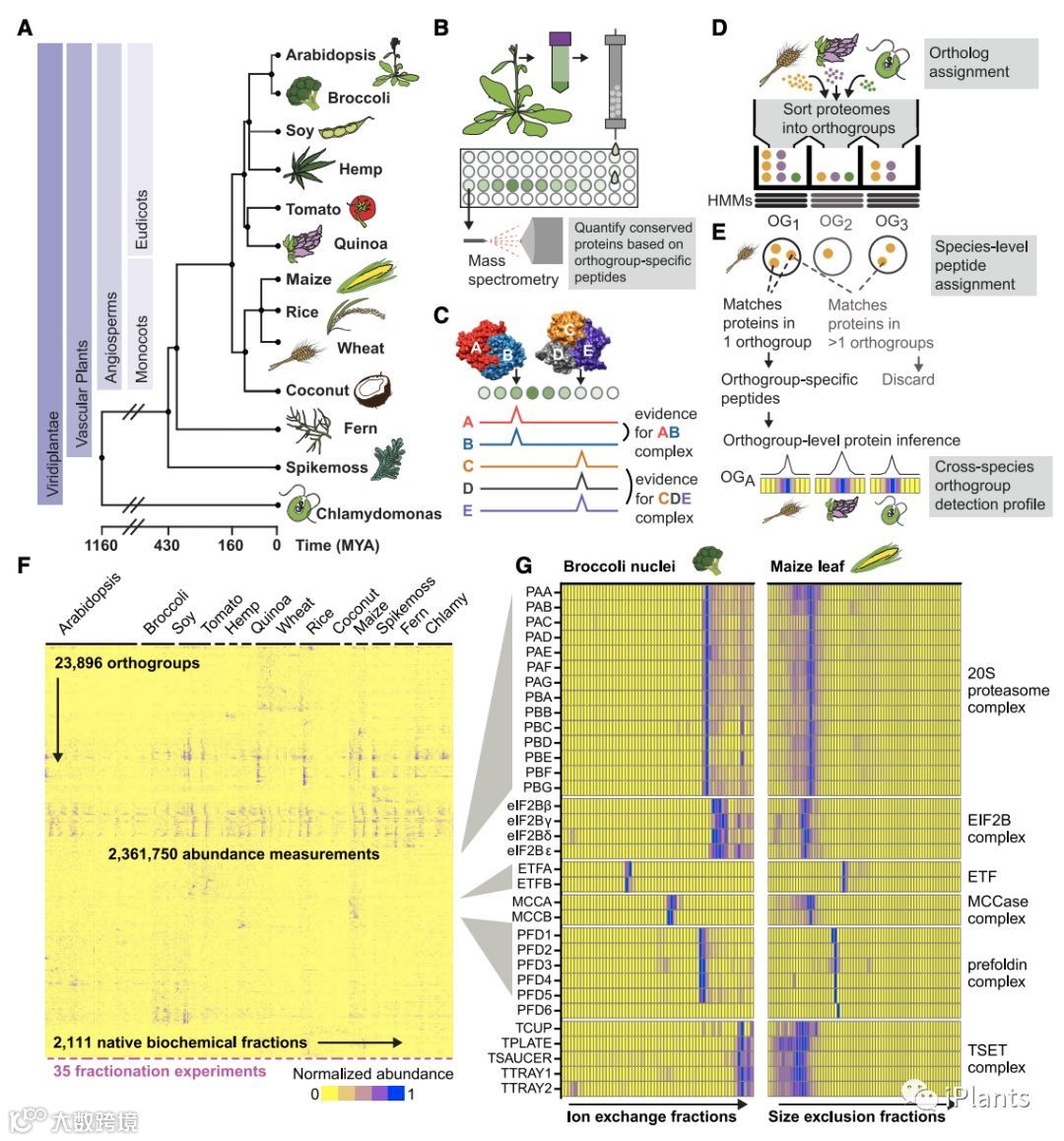 你知道動物外泌體與植物胞外囊泡（類外泌體）的差別嗎？ 以下這張簡表讓你秒懂👍 動物外泌體主要應用在#, image size:1080x1158