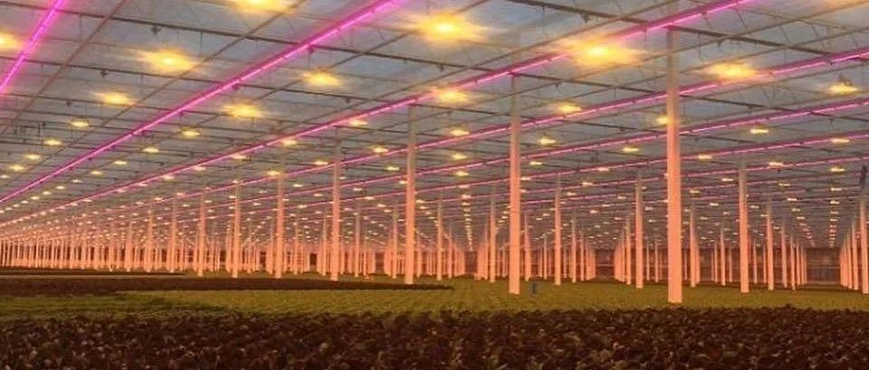 北方温室大棚补光:LED 植物灯 + 高压钠灯,光照与温度的最优解- 大数跨境