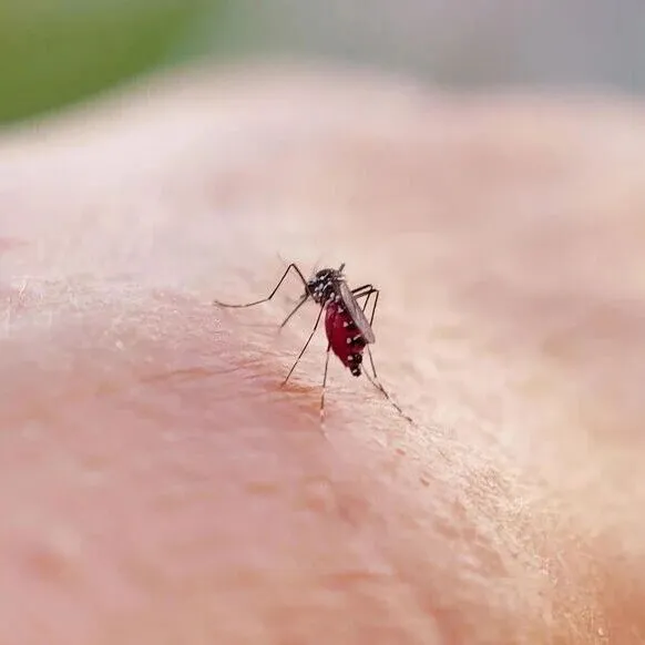 卢<em>瓦</em>雷现首例本土<em>基</em>孔肯雅热！