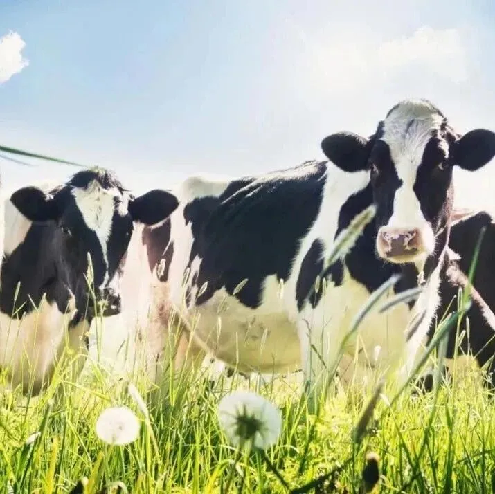 两头种公牛入选全球奶牛育种权威榜