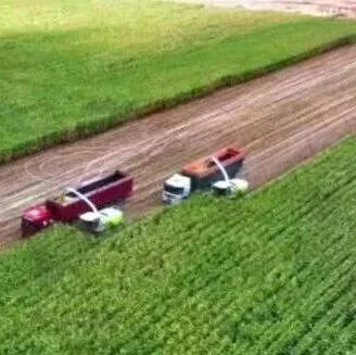 海高牧业6万头奶牛“口粮”的丰收实践