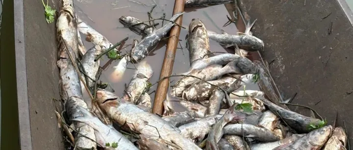 秋季温差大、水质易恶化？对虾、淡水鱼、海水鱼…防病“干货”来了