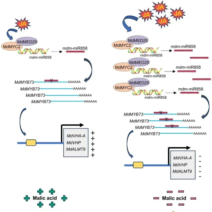 华南农大/西北农林共同揭示了茉莉酸介导的苹果酸积累新机制
