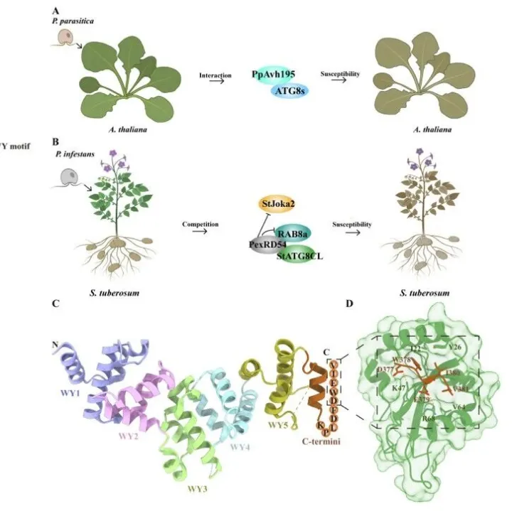 东北农大王傲雪团队在植物病理学权威期刊《Molecular Plant Pathology》发表论文