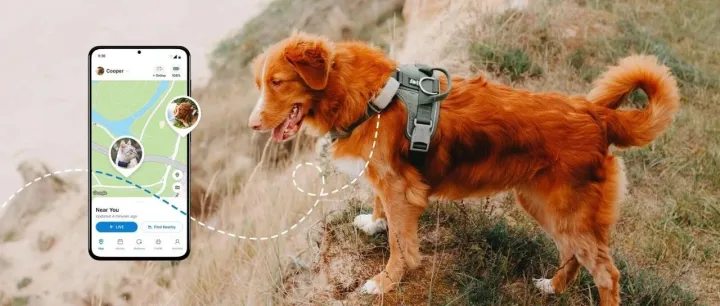 年收超8亿，爆卖百万台！宠物智能项圈横扫全球 | 品牌出海