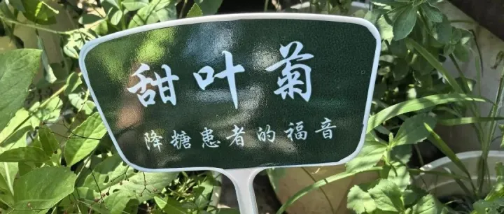 天然代糖之王：甜叶菊，吸吮叶子的那一刻，我有一丝感动。附2025年甜叶菊项目BP创业商业计划书！