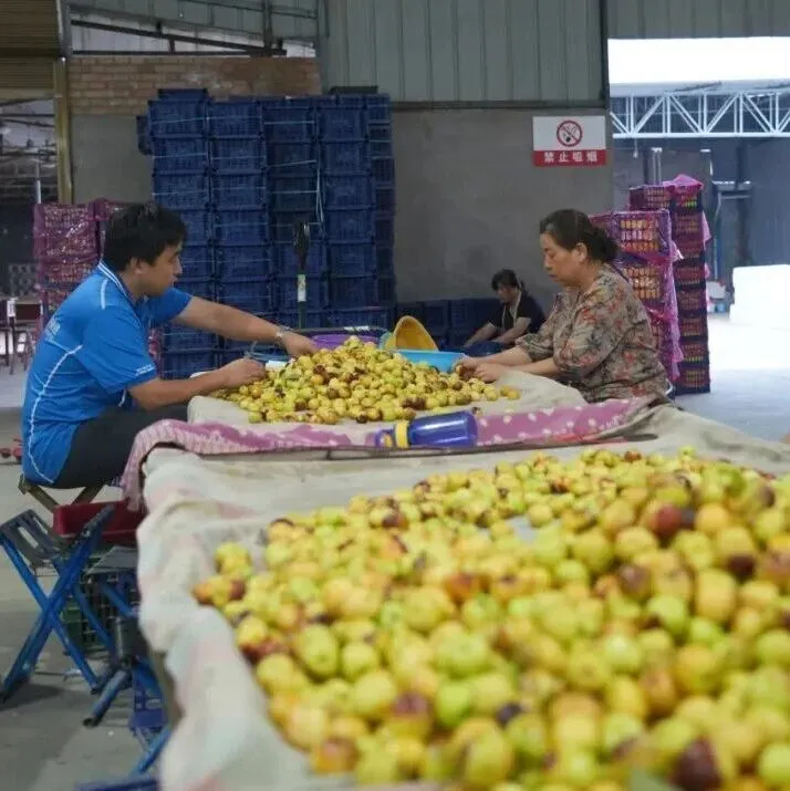 从枝头到舌尖，寄陕西大荔冬枣，中通快递领“鲜”一步