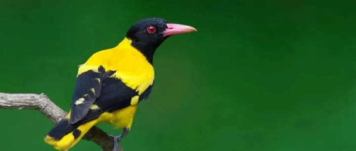 禁止从动物疫病流行国家地区输入的动物及其产品一览表20250912