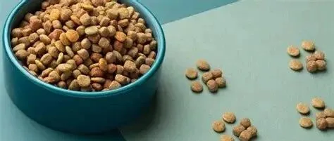 进口宠物食品通关指南：合规流程与关键要点解析