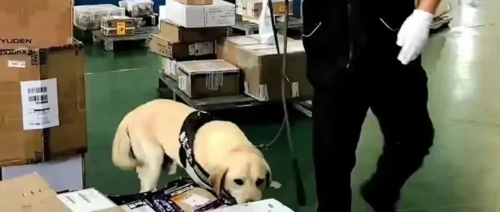 狗拿彩龟一本正经