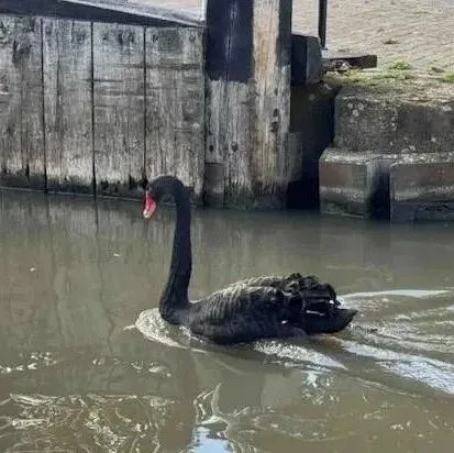 白天鹅小镇来了只黑鹅：强抢民女还想淹死白鹅？网友地狱笑话：跟现在的英国挺像...