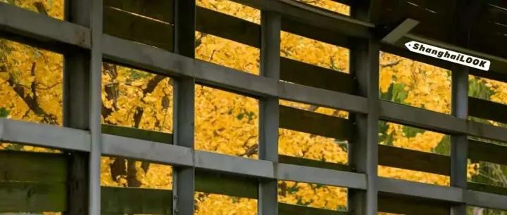 上海盛大的秋天，即将开始