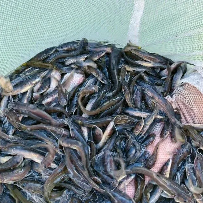 重磅！被誉为“河鲜之王”，又一条鱼成功实现规模化繁育技术