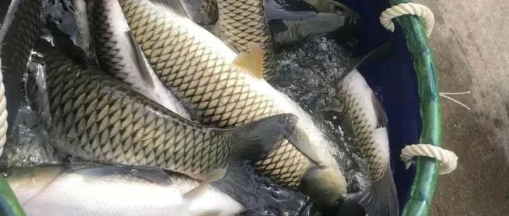 最高跌到10元/斤？草鲫鳙...跌价不休，快收藏这个，助你养好鱼、卖高价