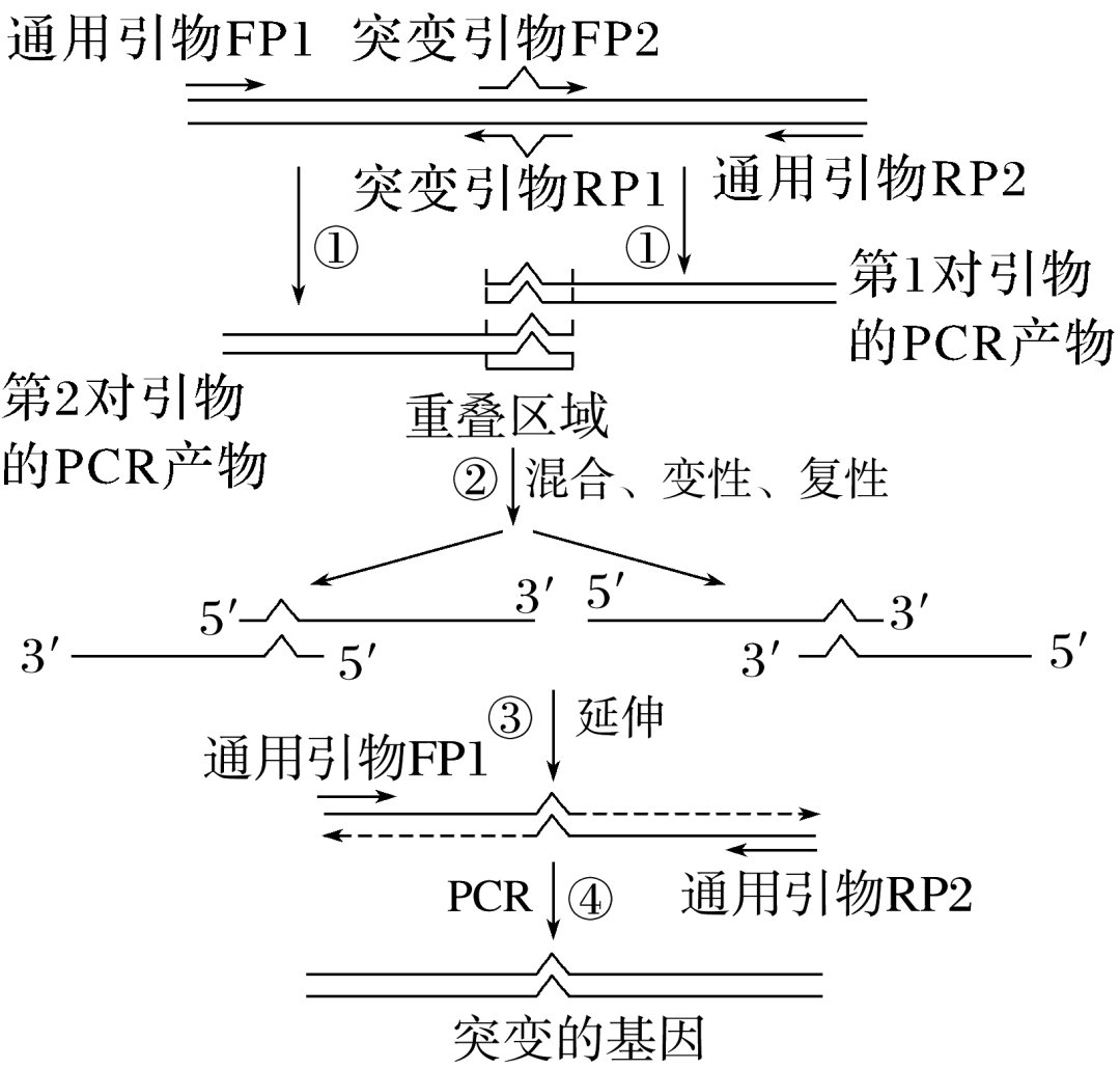 2026高三生物一轮攻坚:PCR定点突变技术—重叠延伸PCR技术- 大数跨境