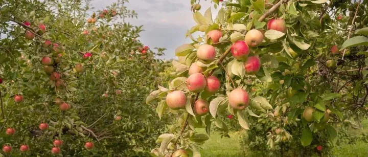 Rust <em>Rocket</em> Web 框架学习 4. 请求