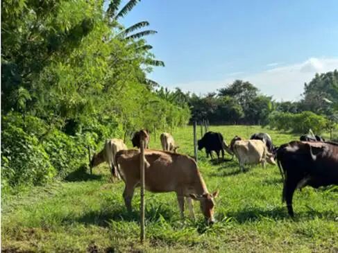 草地上有一群牛

AI 生成的内容可能不正确。
