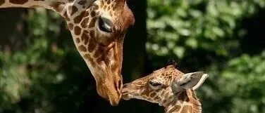 周末活动 | 阿姆斯特丹Artis 动物园探秘 ，鸟十一 x 米<em>卡</em>联名活动 ！