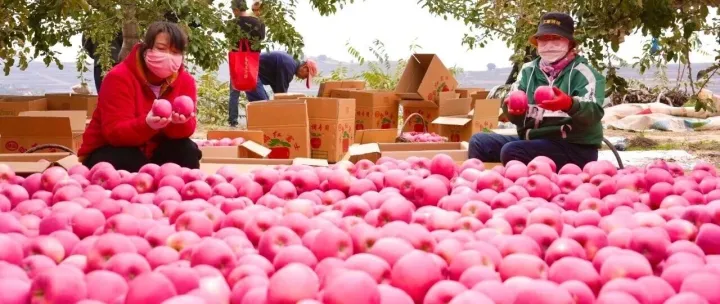 <em>平凉</em>苹果：黄土高原的“硬核”实力派