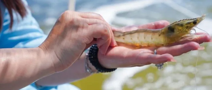 <em>价格</em>厮杀！进口<em>虾</em>VS国产<em>虾</em>，一场关乎未来“<em>虾</em>市场”正暗流涌动！