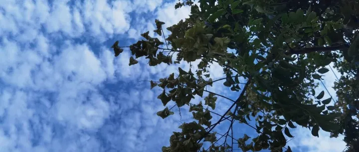 <em>外国</em>公司<em>名称</em>中的“Inc.”、“GmBH”到底指什么？