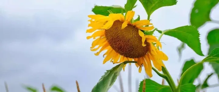 那个想寄我<em>人皮</em><em>的</em>女孩，成了我人生<em>的</em>“刻度尺”