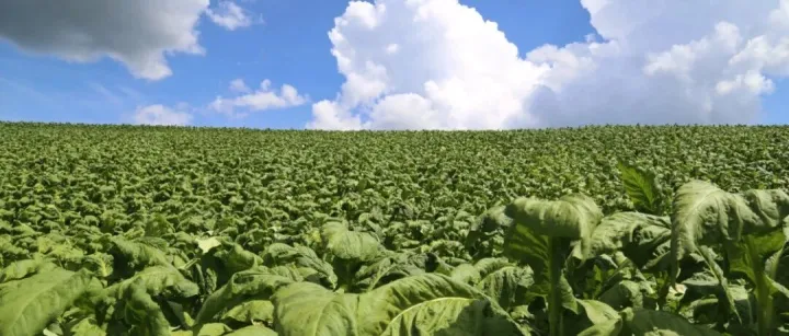 烟草<em>是什么</em><em>时候</em>传入中国<em>的</em>