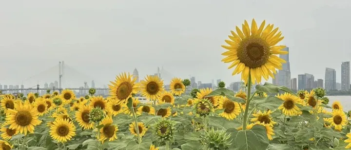 高考100 组<em>同义词</em>替换